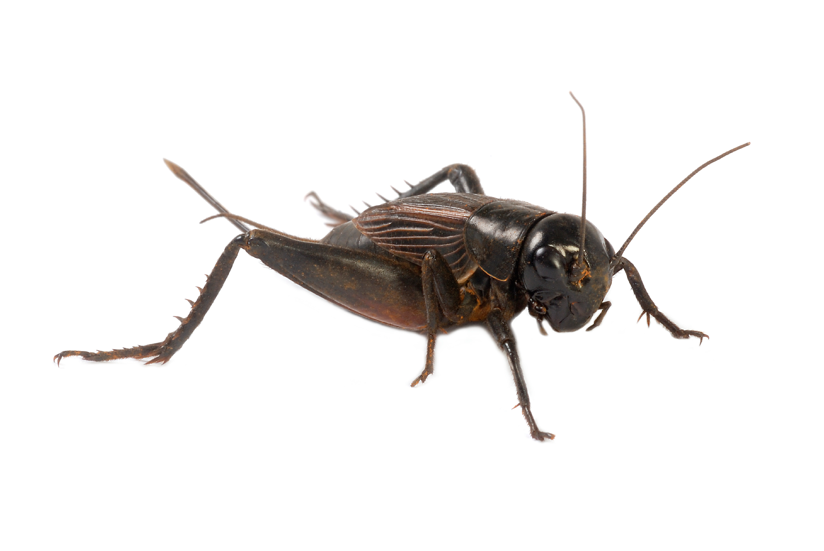 PNG Cricket Bug - 133551