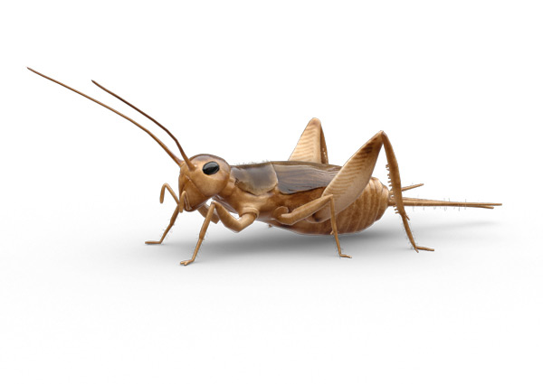 PNG Cricket Bug - 133560