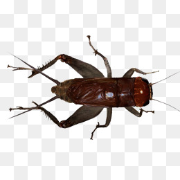 PNG Cricket Bug - 133559