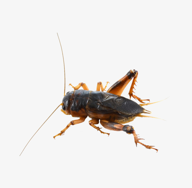 PNG Cricket Bug - 133552