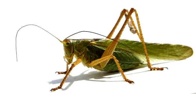 Cricket Side View