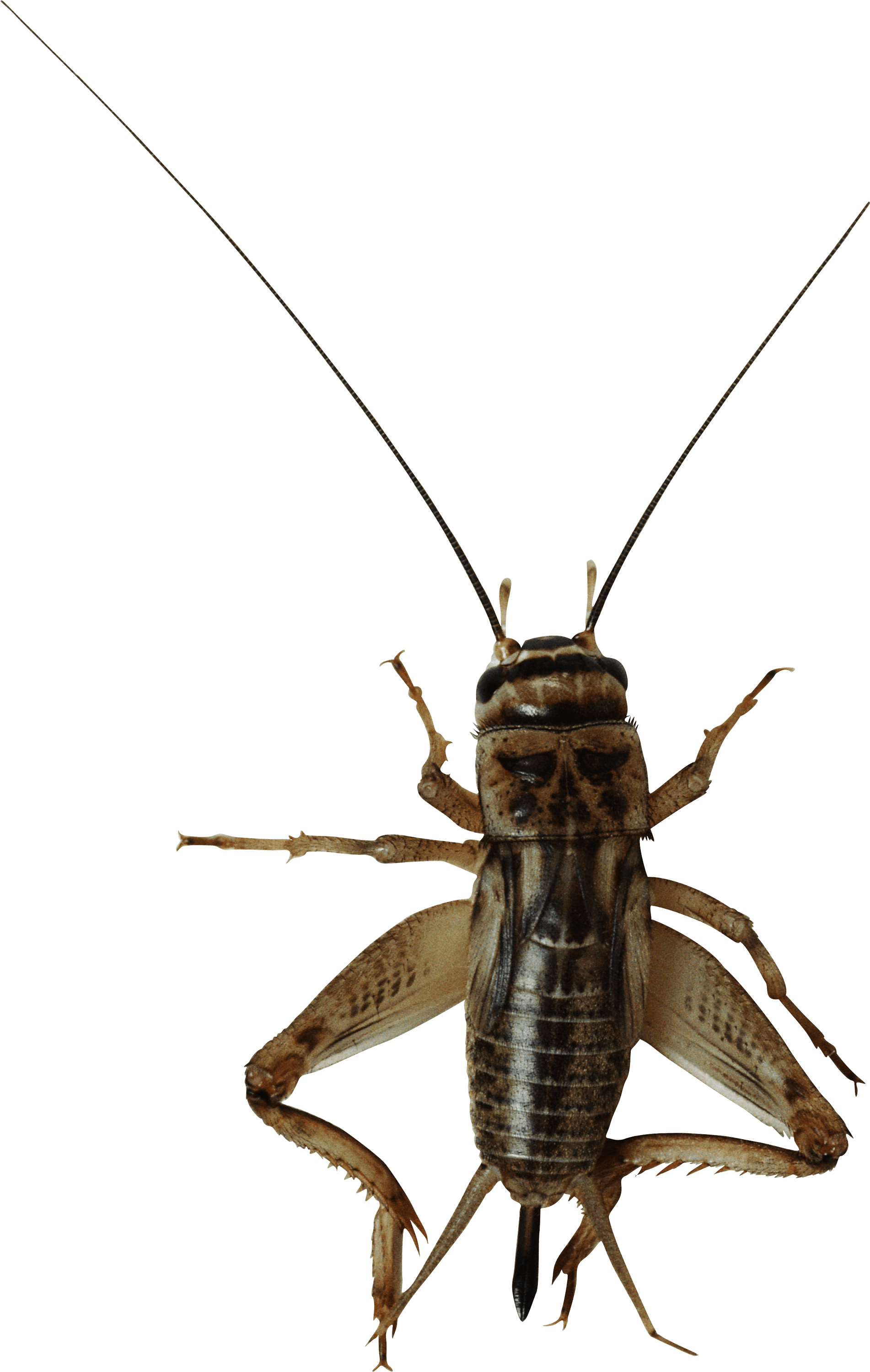 PNG Cricket Bug - 133556