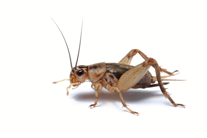 Field cricket Clipart by Mist