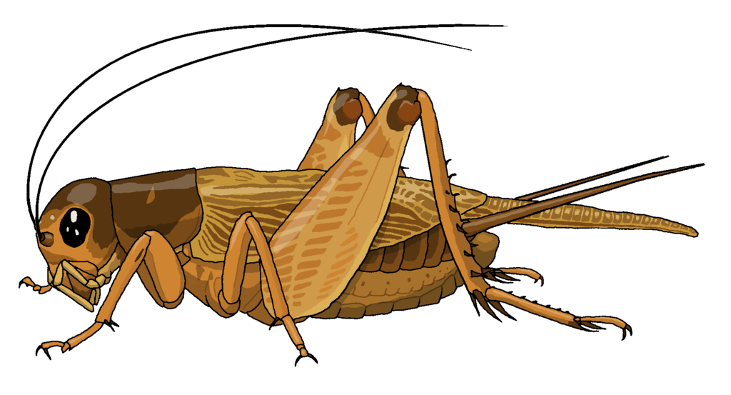 Cricket bug cartoon Transpare