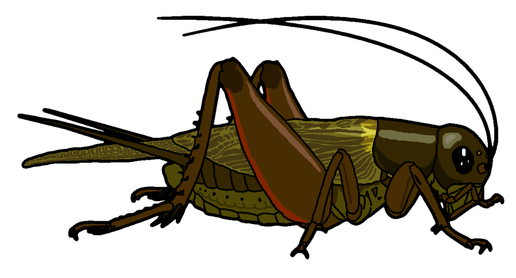 PNG Cricket Bug - 133558