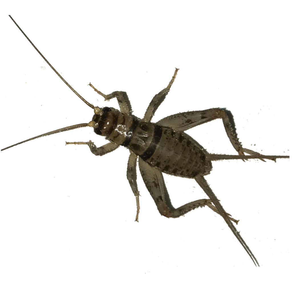 Live Crickets (Banded Cricket