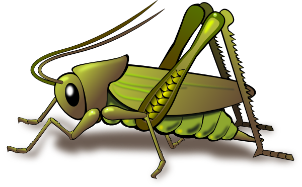PNG Cricket Bug - 133548