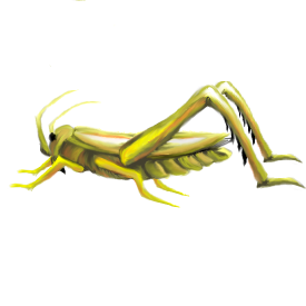 PNG Cricket Bug - 133561