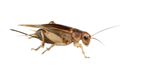 Cricket bug cartoon Transpare