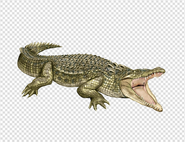 PNG Crocodile - 133479