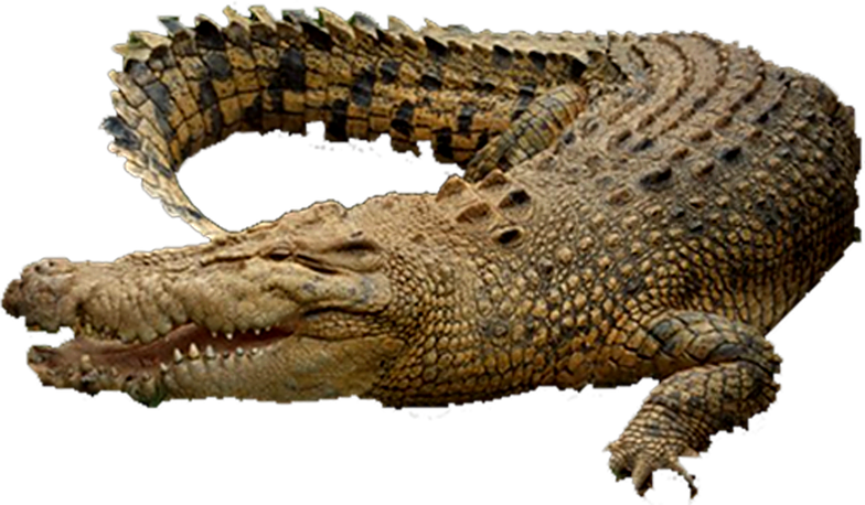 PNG Crocodile - 133470