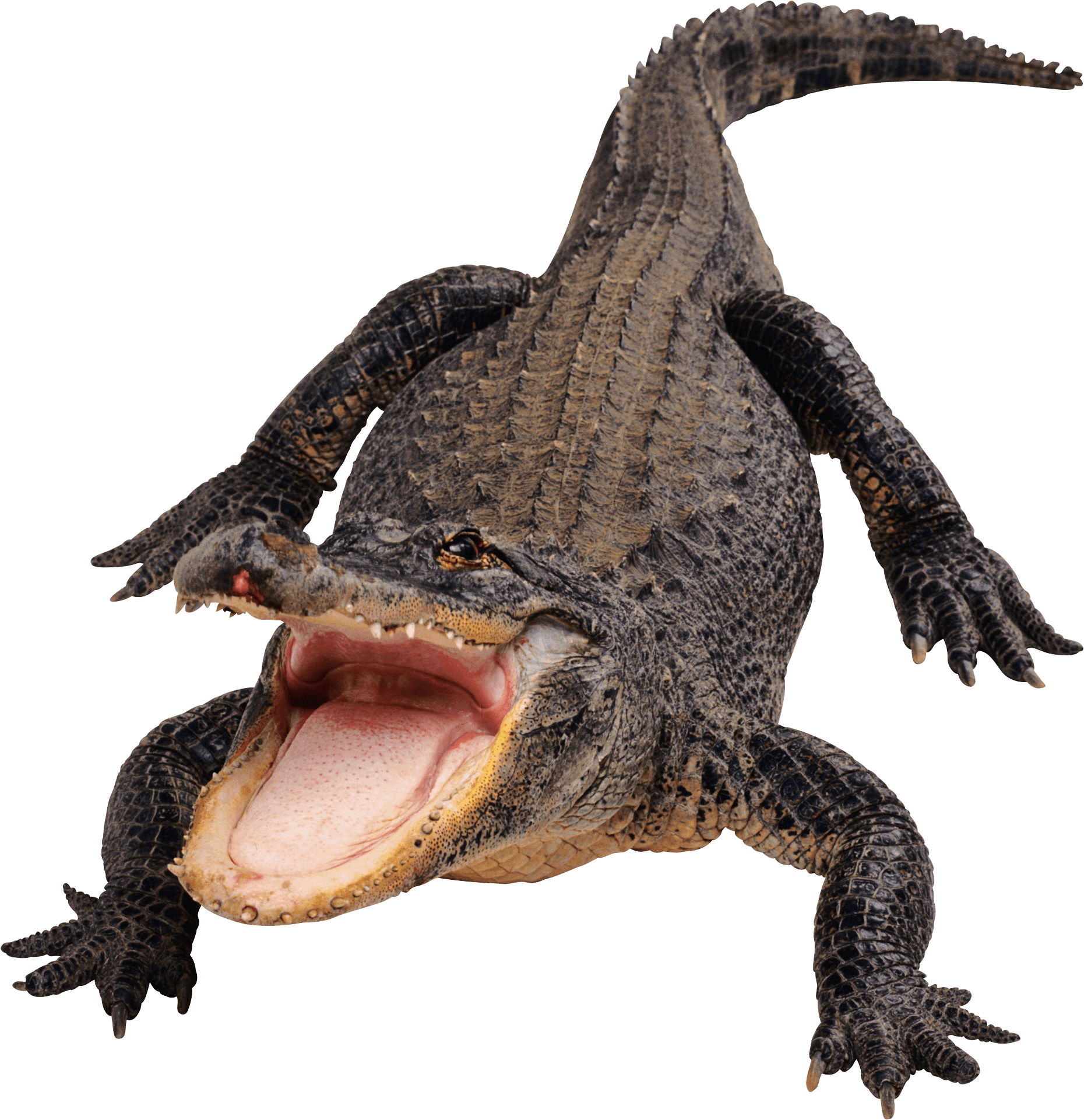 PNG Crocodile - 133480