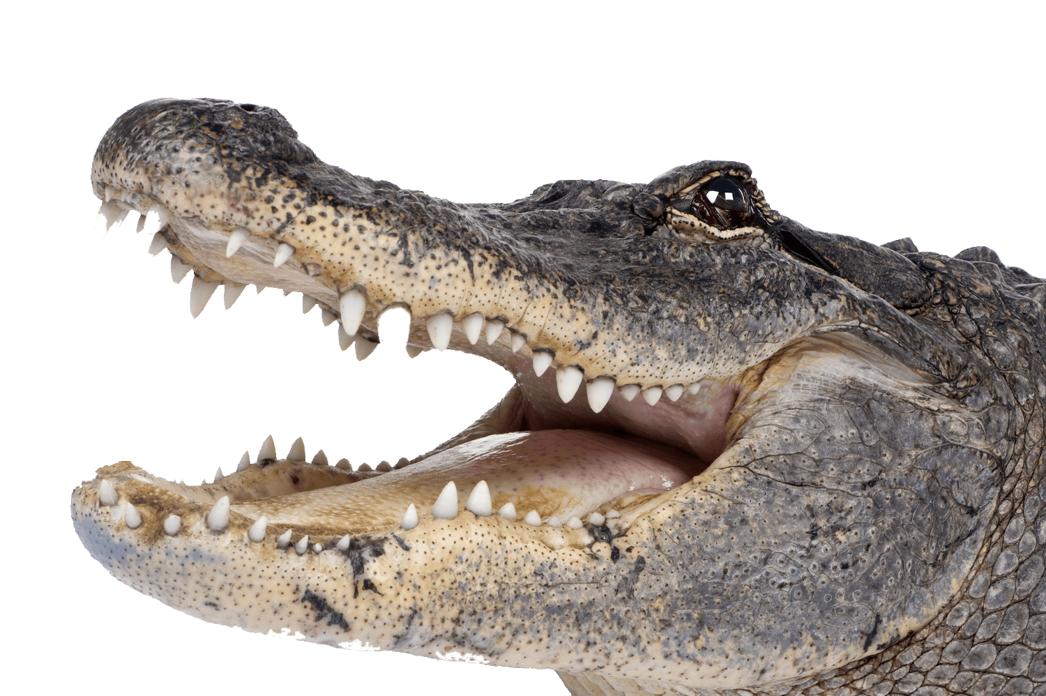 PNG Crocodile - 133472
