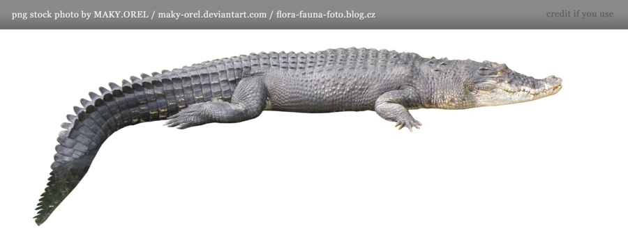 PNG Crocodile - 133481