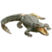 PNG Crocodile - 133474