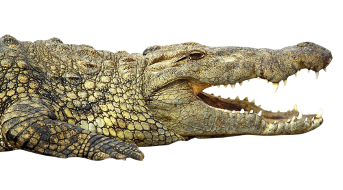 PNG Crocodile - 133475