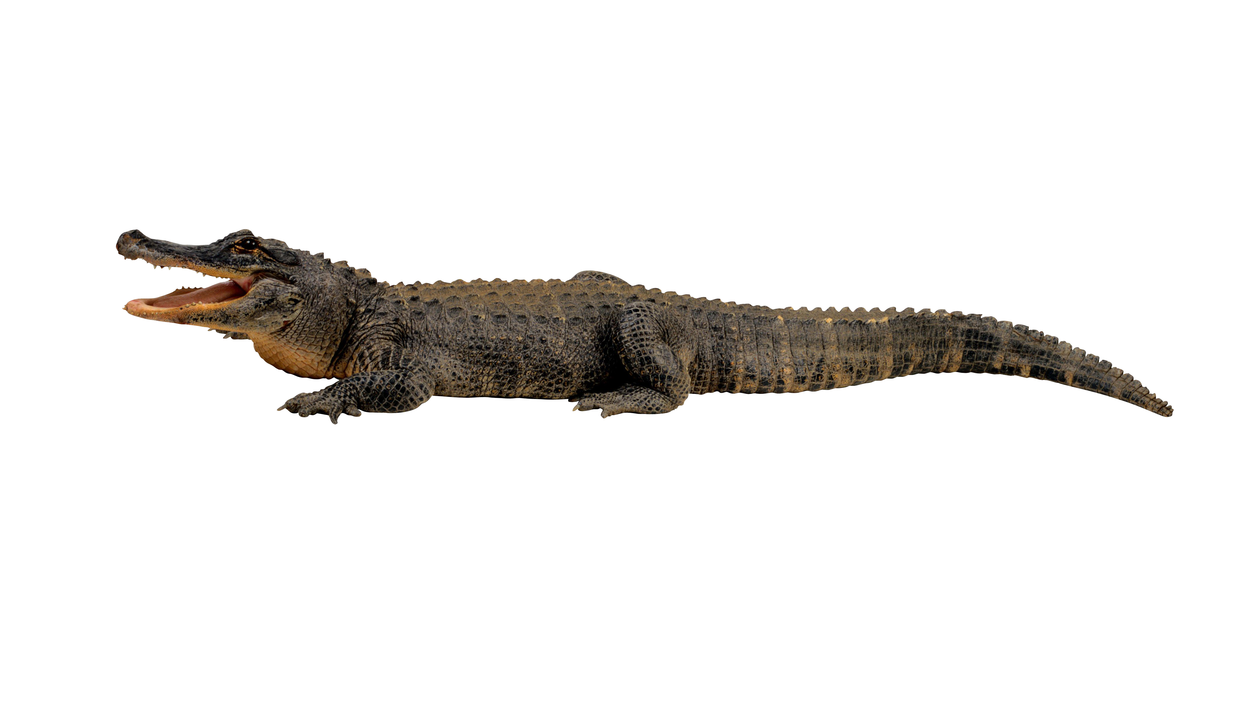 PNG Crocodile - 133467