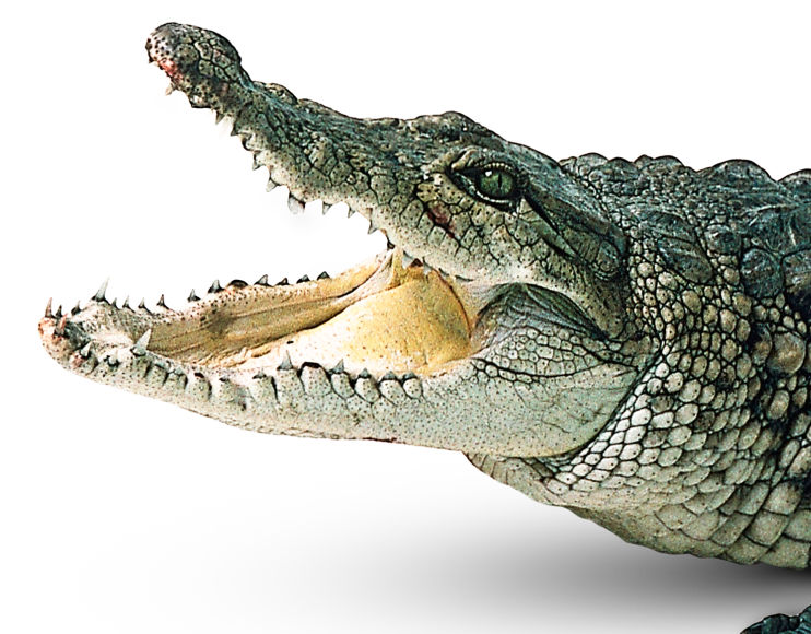 PNG Crocodile - 133471