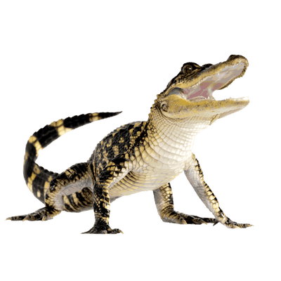 PNG Crocodile - 133476
