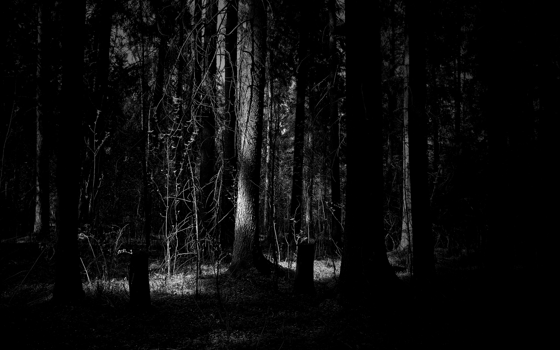 PNG Dark Forest - 148115