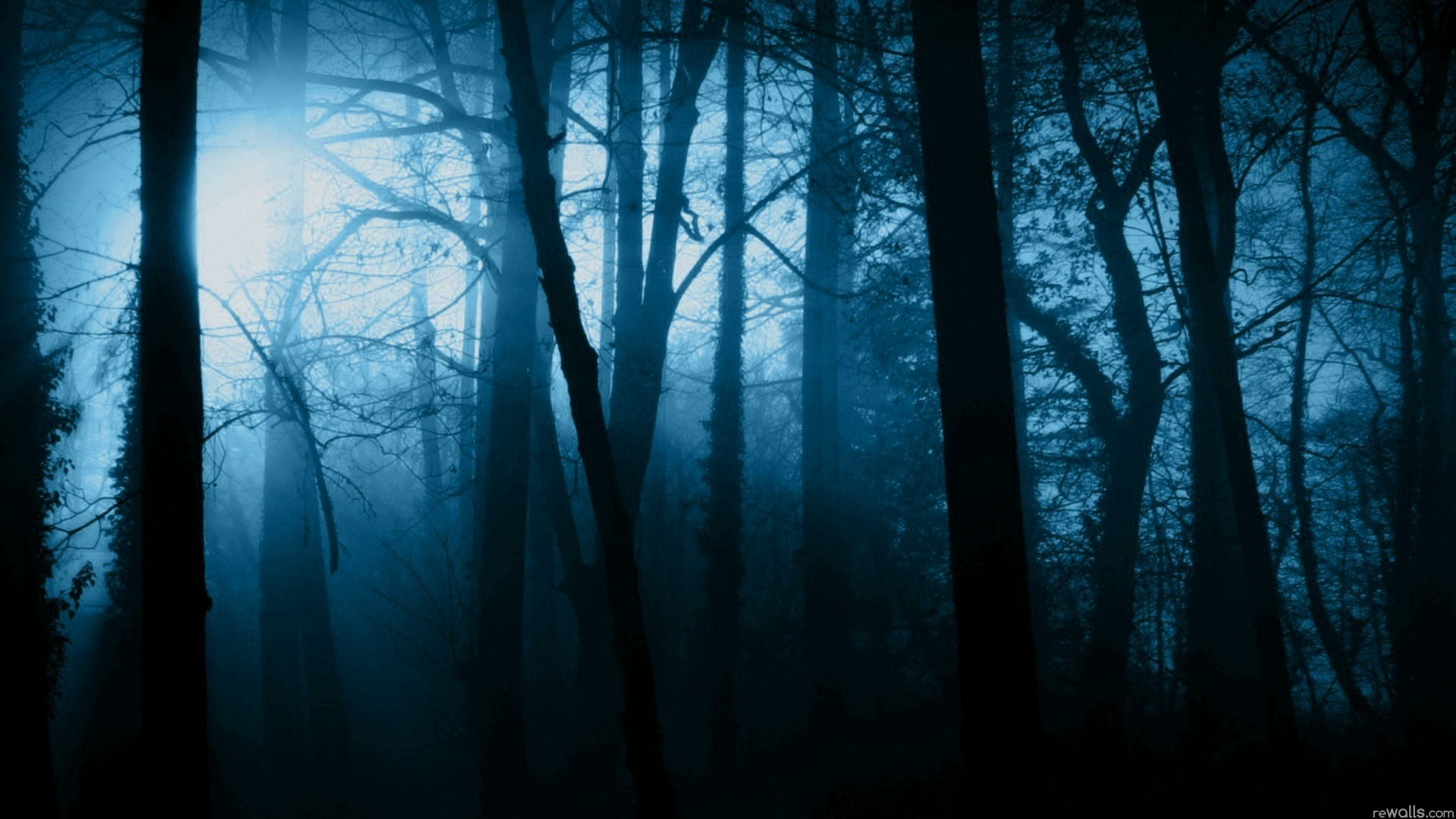 Dark-Forest-Widescreen-HD-Wal