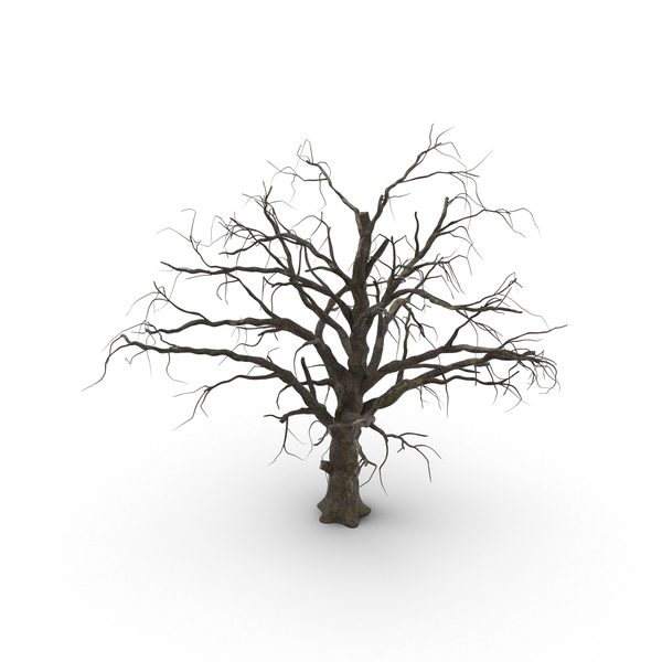 PNG Dead Tree - 150362