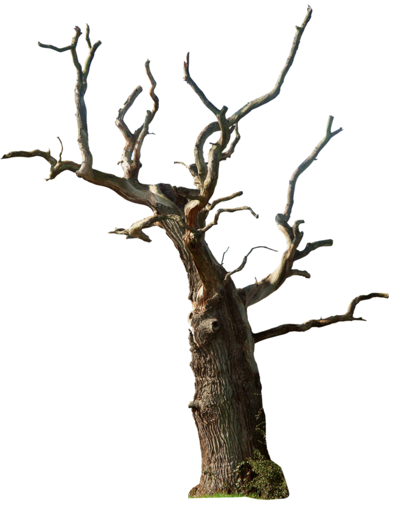 Dead tree 02 png by gd08 Plus
