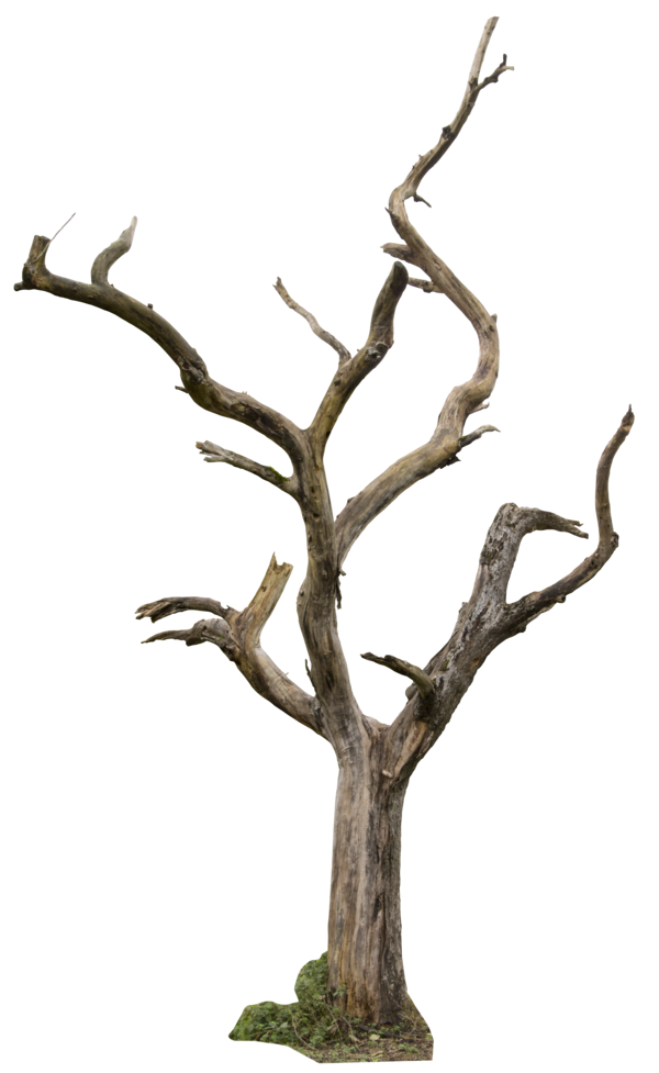 Dead Tree with Ivy PNG Landsc