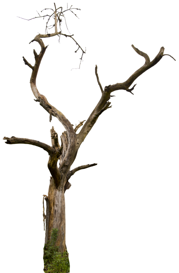 PNG Dead Tree - 150348