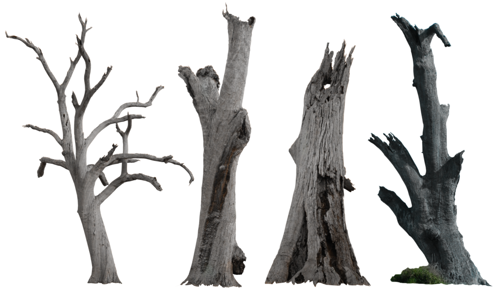 PNG Dead Tree - 150355
