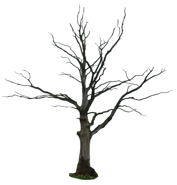 Dead Tree PNG Stock Photo 009