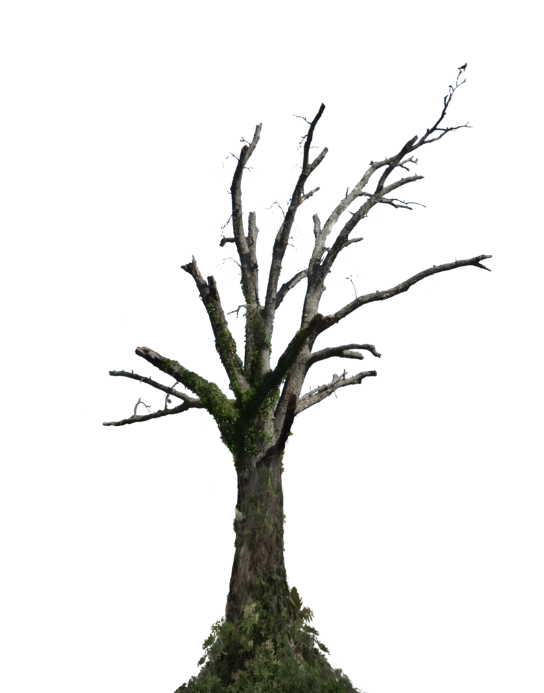 Dead Tree PNG Stock Photo 009