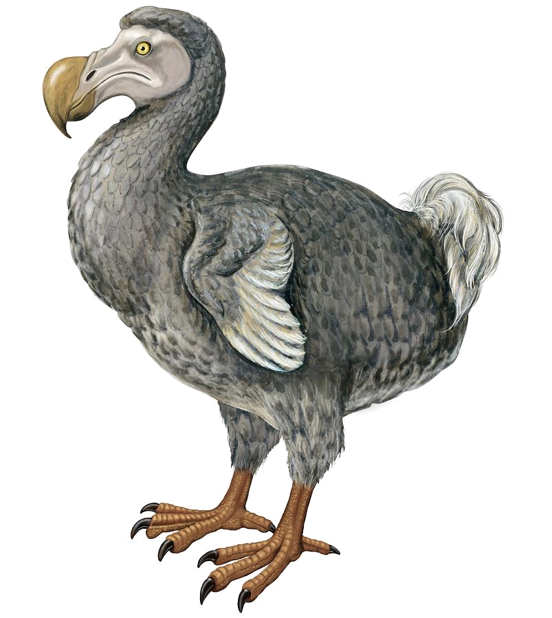 PNG Dodo