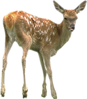 Small Roe deer 3D PNG Picture