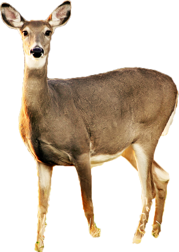 Precut Deer PNG by kayleero