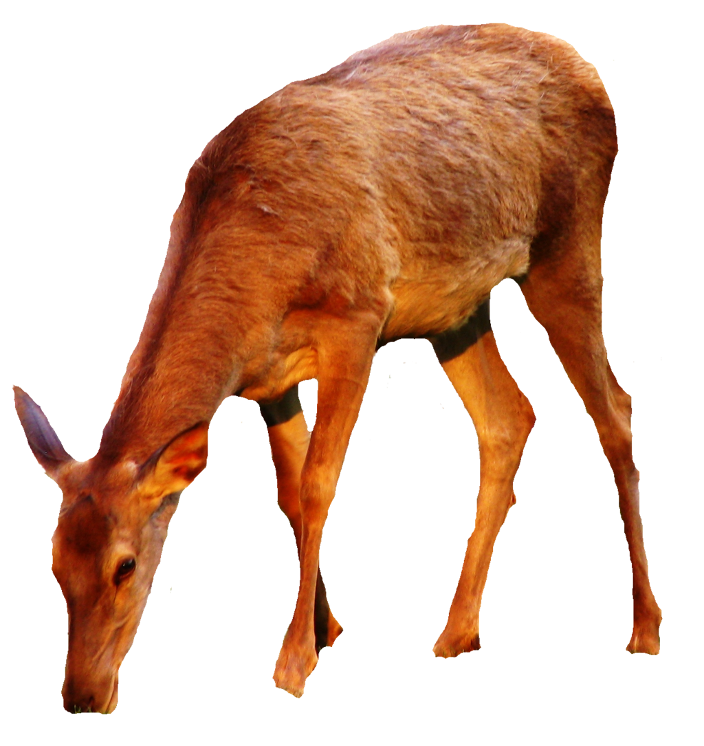 Deer Png Pic PNG Image