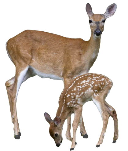 deer silhouette | Buck And Do