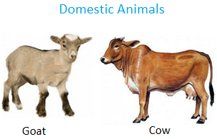 PNG Domestic Animals - 146520