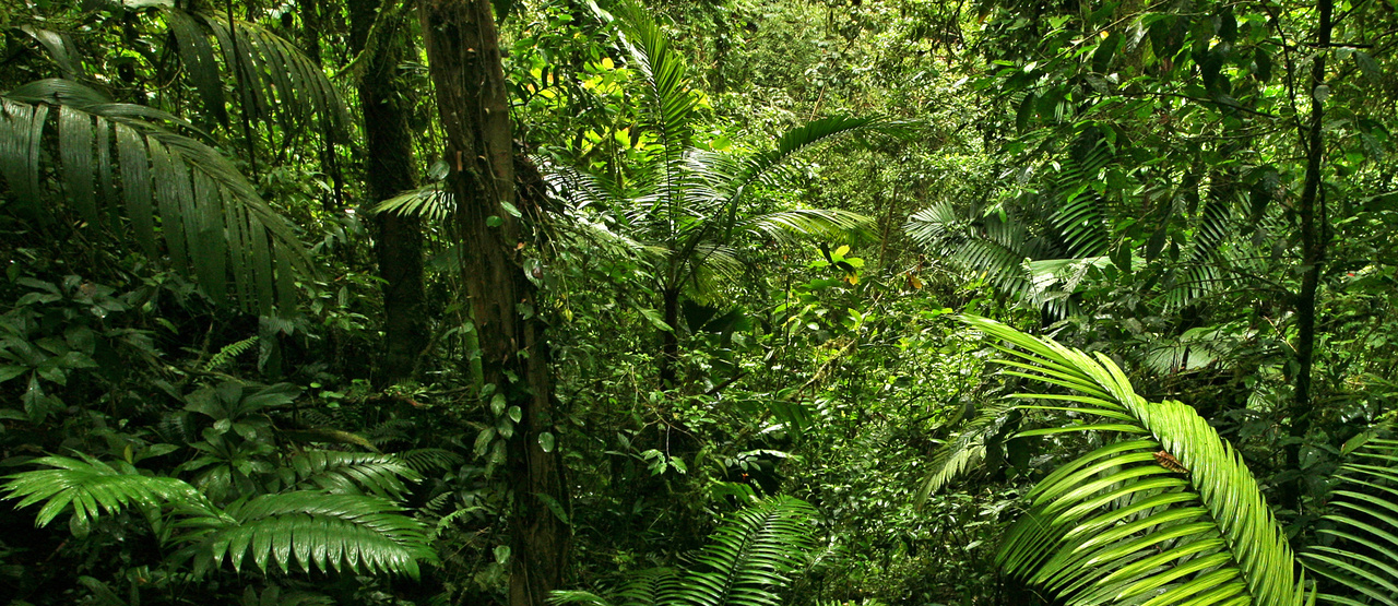 PNG Dschungel - 139770