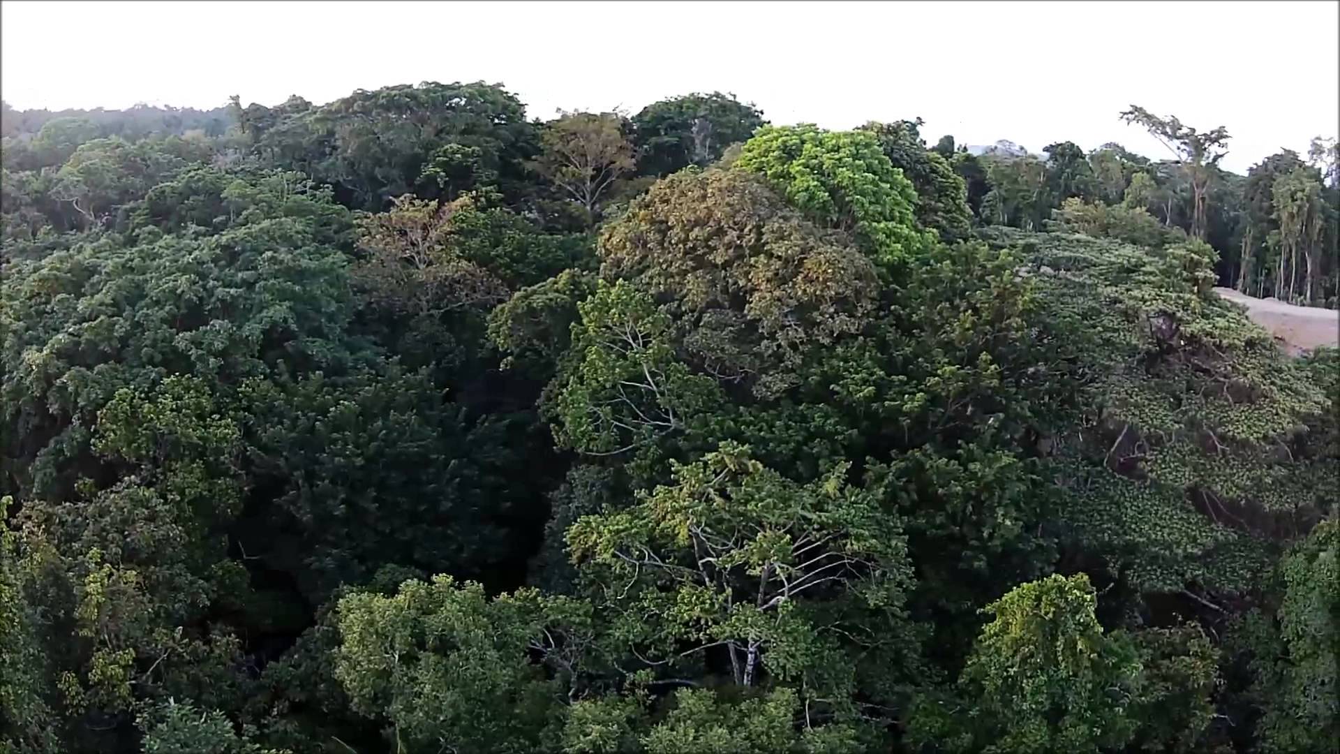 PNG Dschungel - 139775