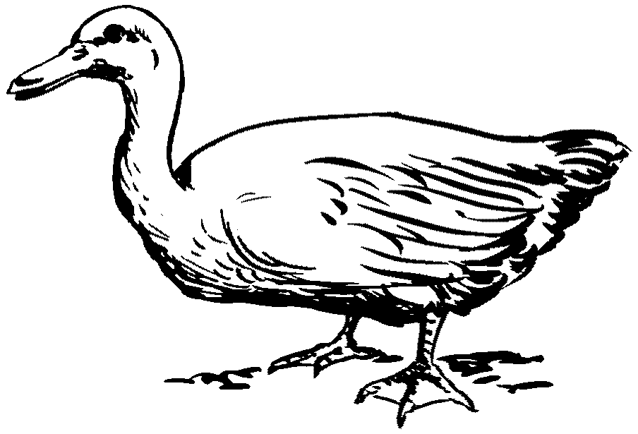 PNG Duck Black And White - 142217