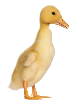 PNG Duckling - 84055