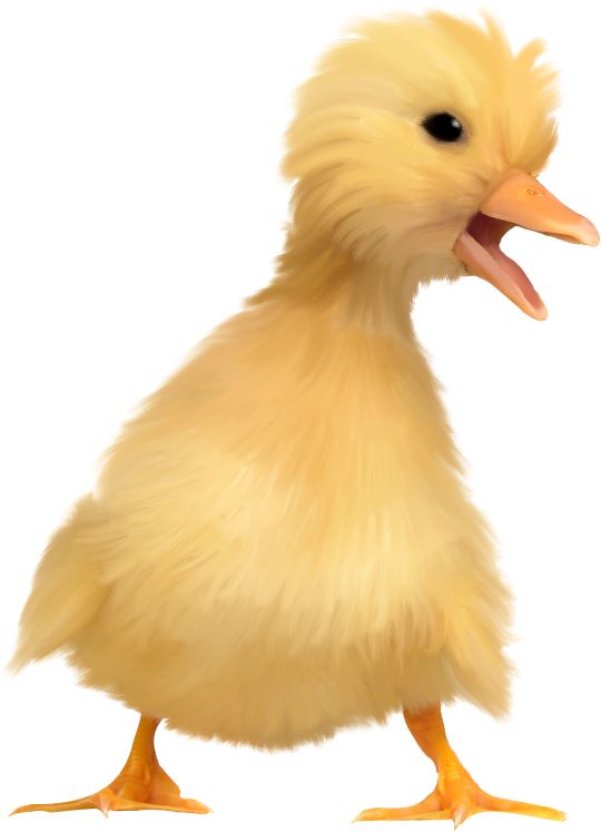 PNG Duckling - 84053