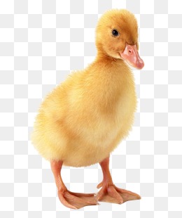 PNG Duckling - 84047