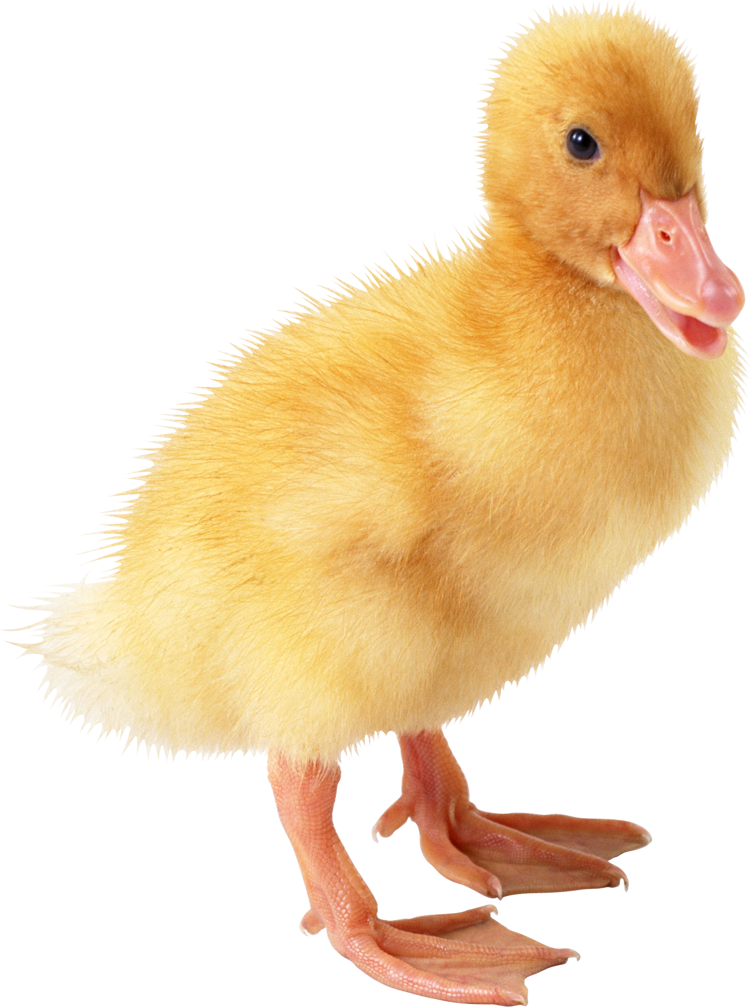 PNG Duckling - 84051