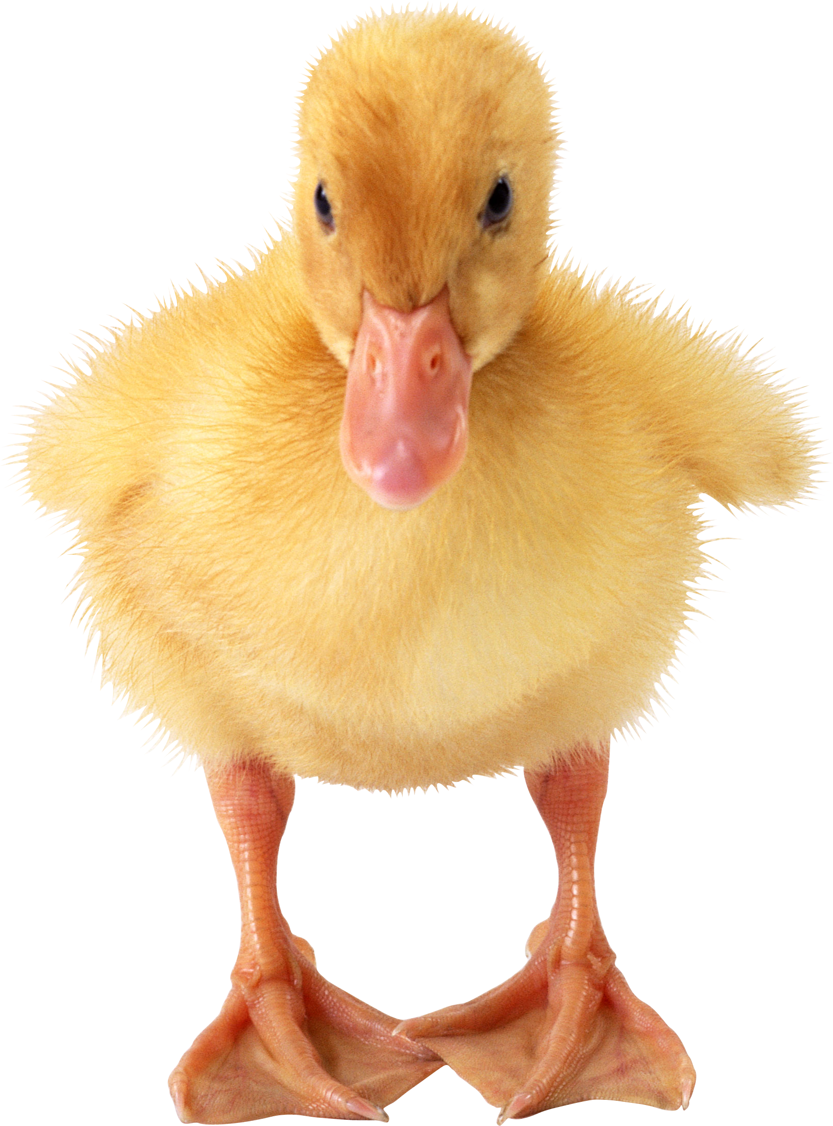 Duckling, Duckling, Real PNG 