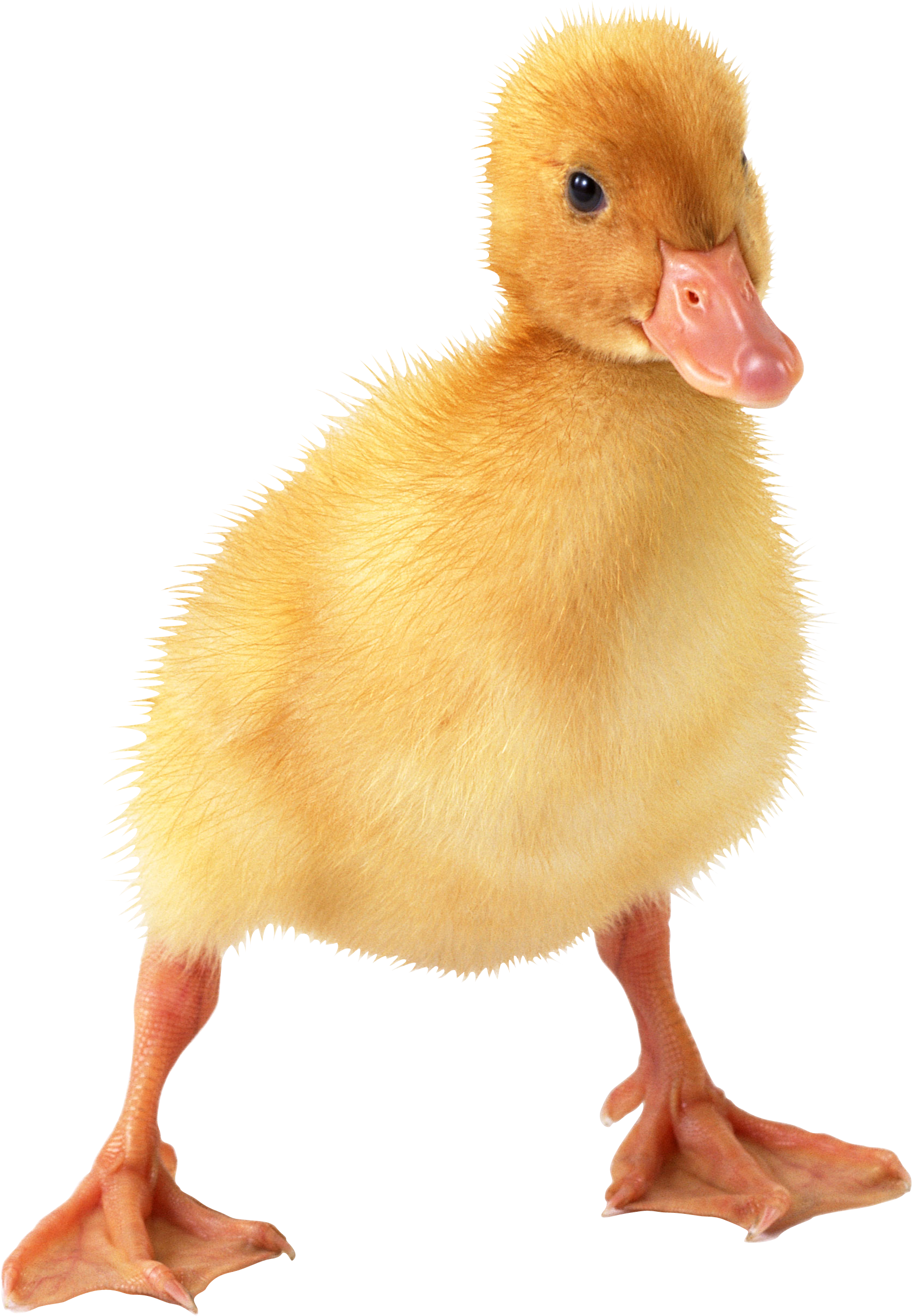 Duckling, Duckling, Real PNG 