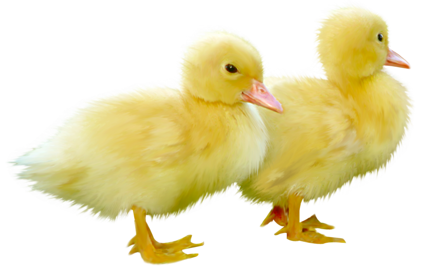 PNG Duckling - 84052