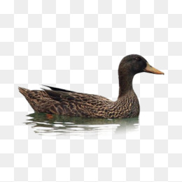 Canadian goose swimming no ba