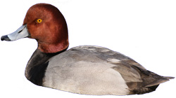 PNG Ducks Swimming - 156491